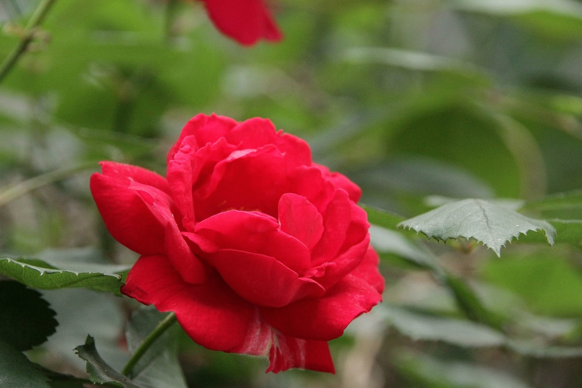 月季花（三）纯红