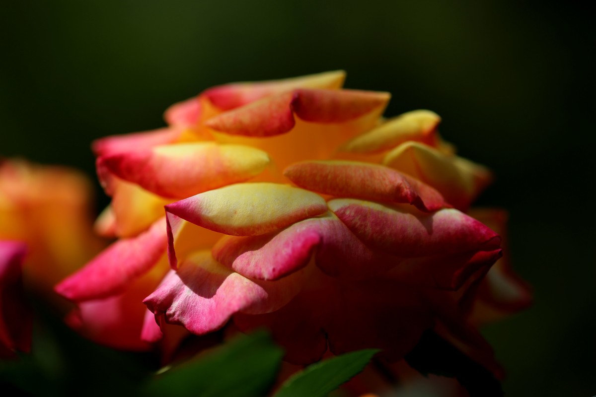 陶然盛开月季花