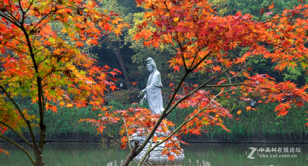 今秋栖霞寺 中关村在线摄影论坛 