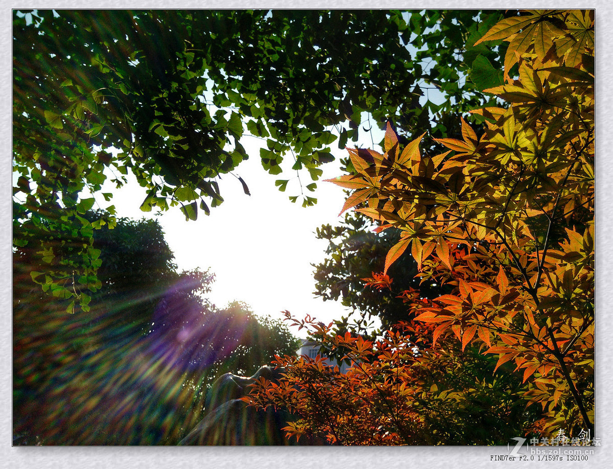 三角梅（手机版）