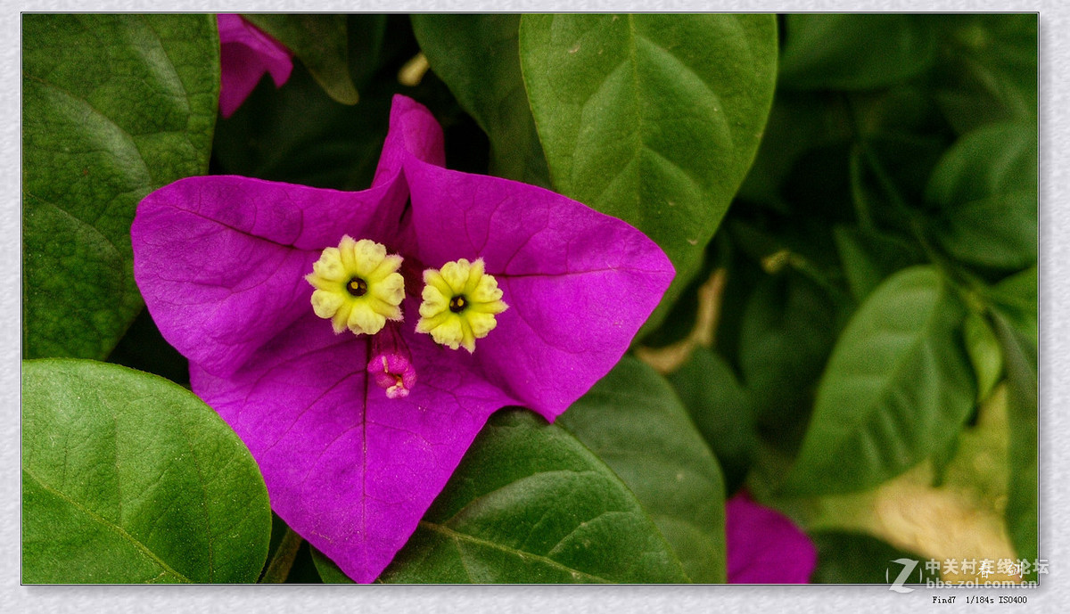 三角梅（手机版）