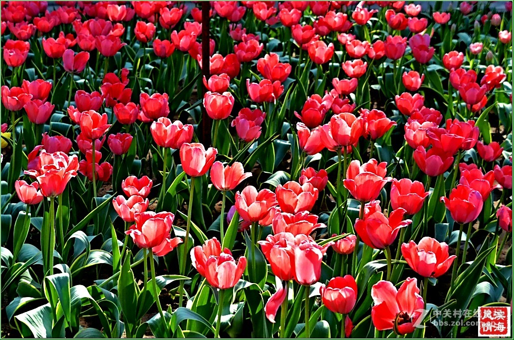 [劳动公园郁金香花展——随拍]（1）