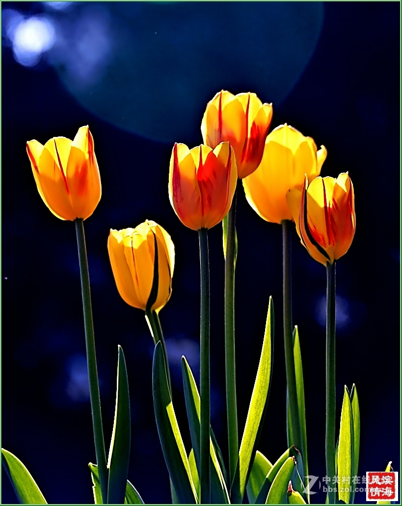 [劳动公园郁金香花展——随拍]（1）