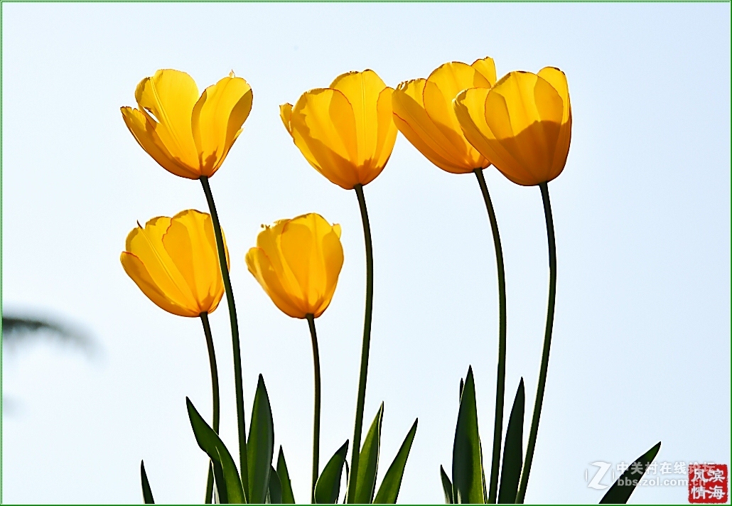 [劳动公园郁金香花展——随拍]（1）