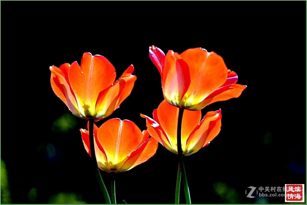 [劳动公园郁金香花展——随拍]（1）