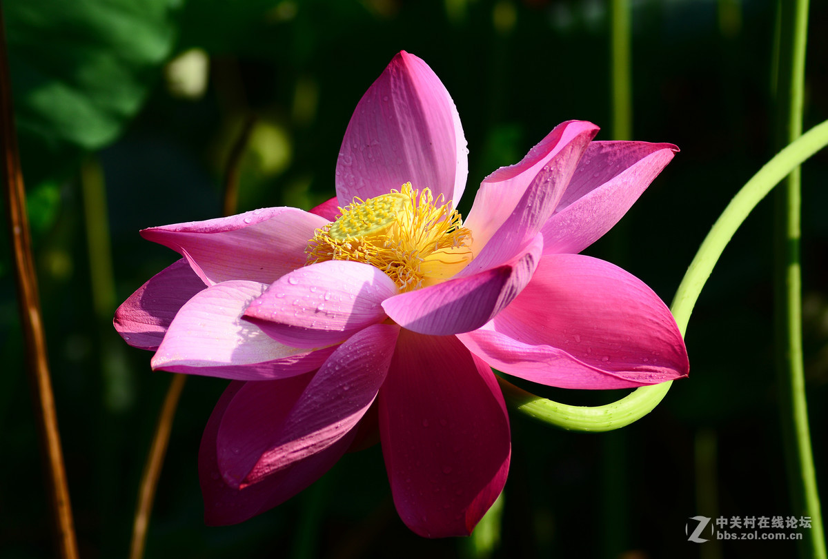 D5200+腾龙70-300A17