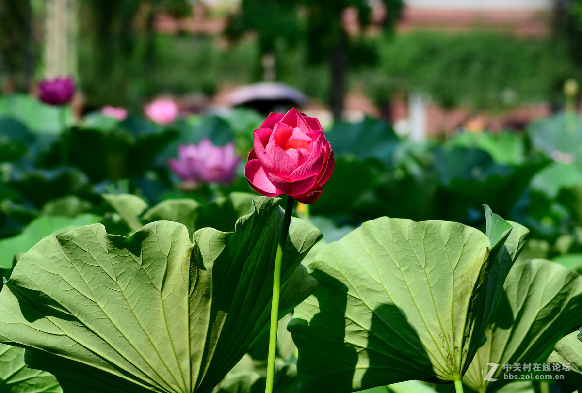 D5200+腾龙70-300A17