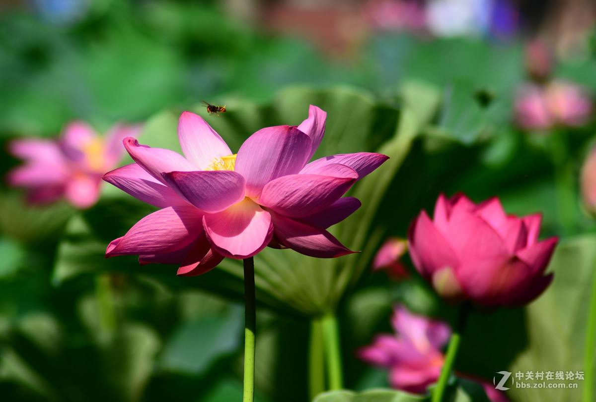 D5200+腾龙70-300A17