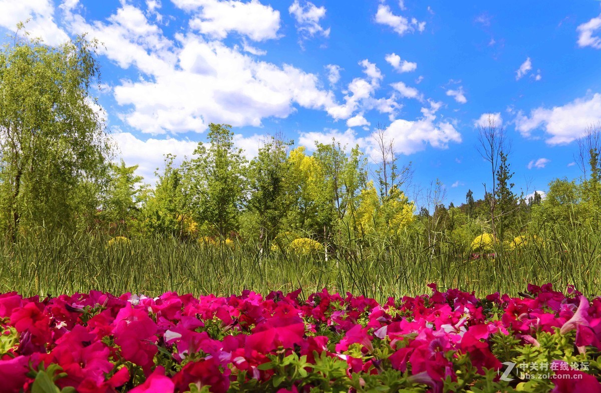 园博园随拍，欢迎朋友指导！