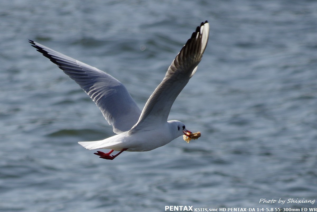 精灵之舞——2017刘庄桥拍海鸥（原片）