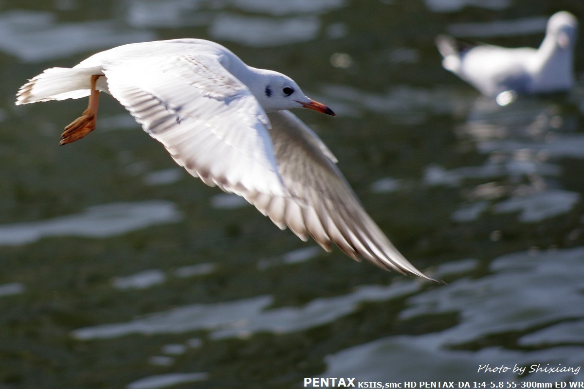 精灵之舞——2017刘庄桥拍海鸥（原片）