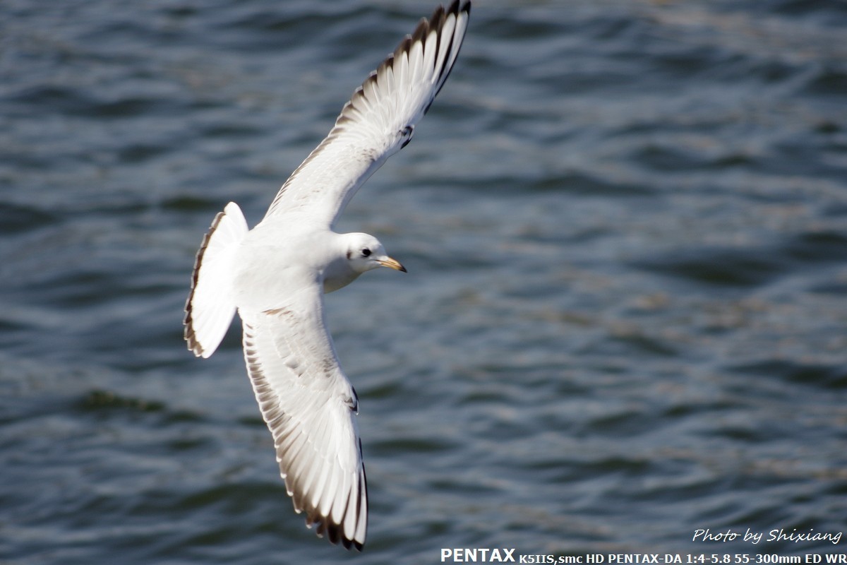 精灵之舞——2017刘庄桥拍海鸥（原片）