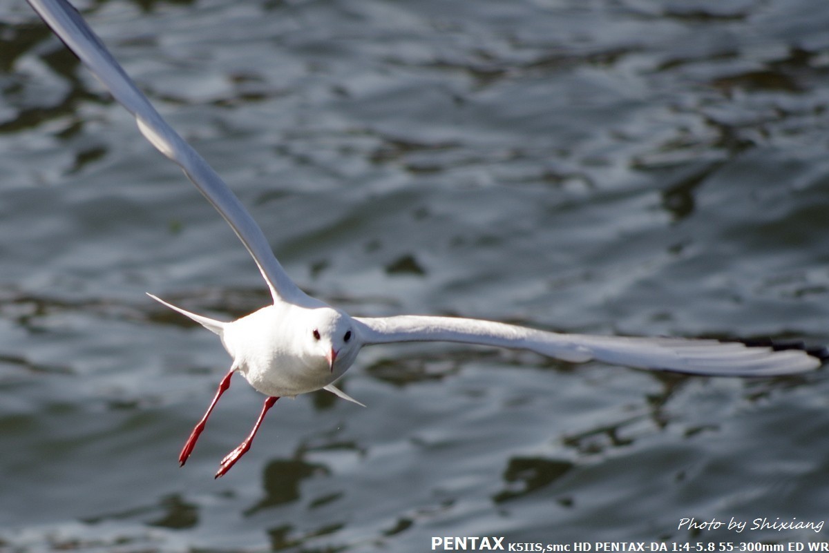 精灵之舞——2017刘庄桥拍海鸥（原片）