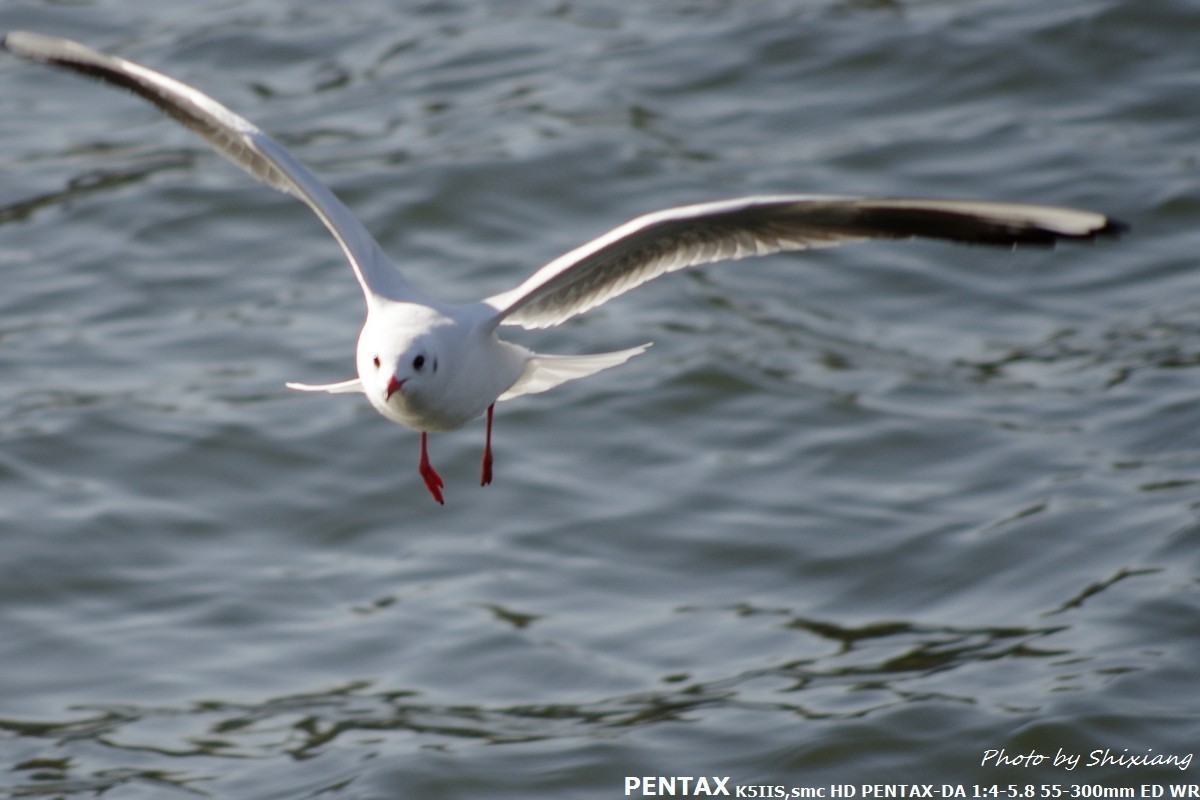 精灵之舞——2017刘庄桥拍海鸥（原片）