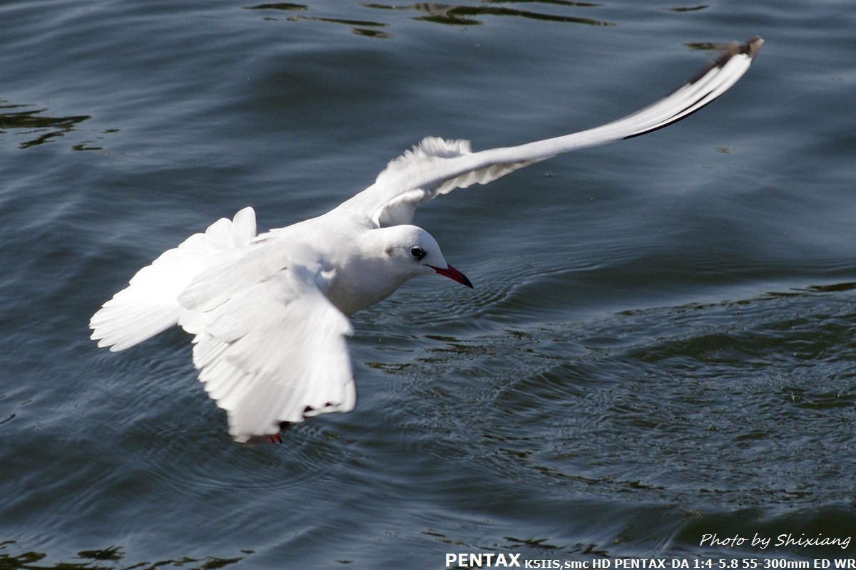 精灵之舞——2017刘庄桥拍海鸥（原片）