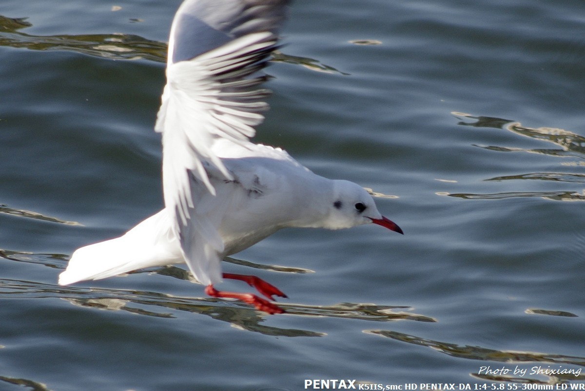 精灵之舞——2017刘庄桥拍海鸥（原片）