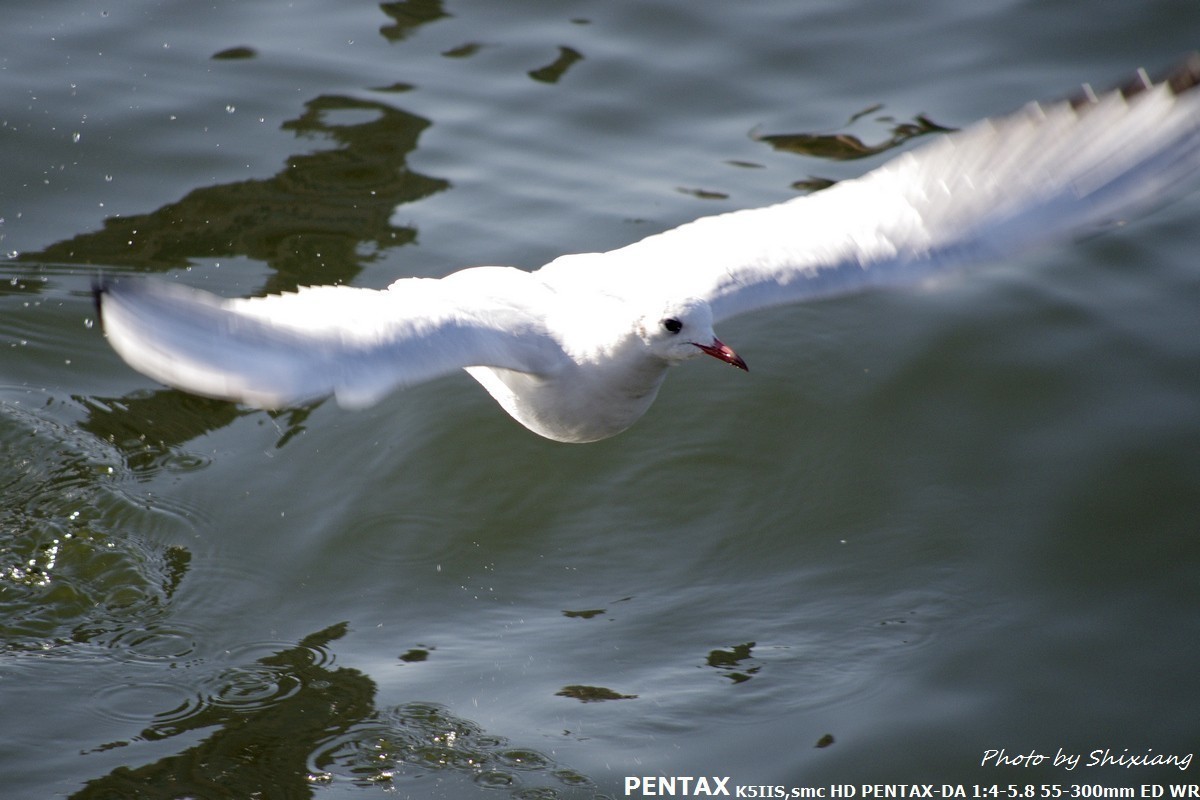 精灵之舞——2017刘庄桥拍海鸥（原片）