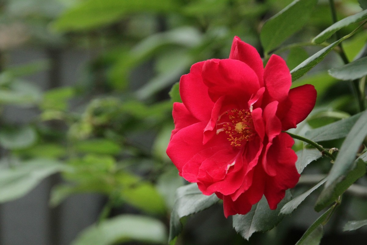 月季花（三）纯红