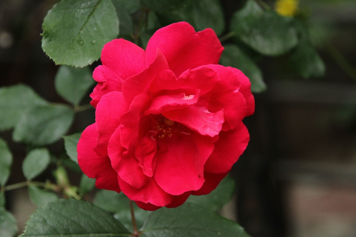 月季花（三）纯红