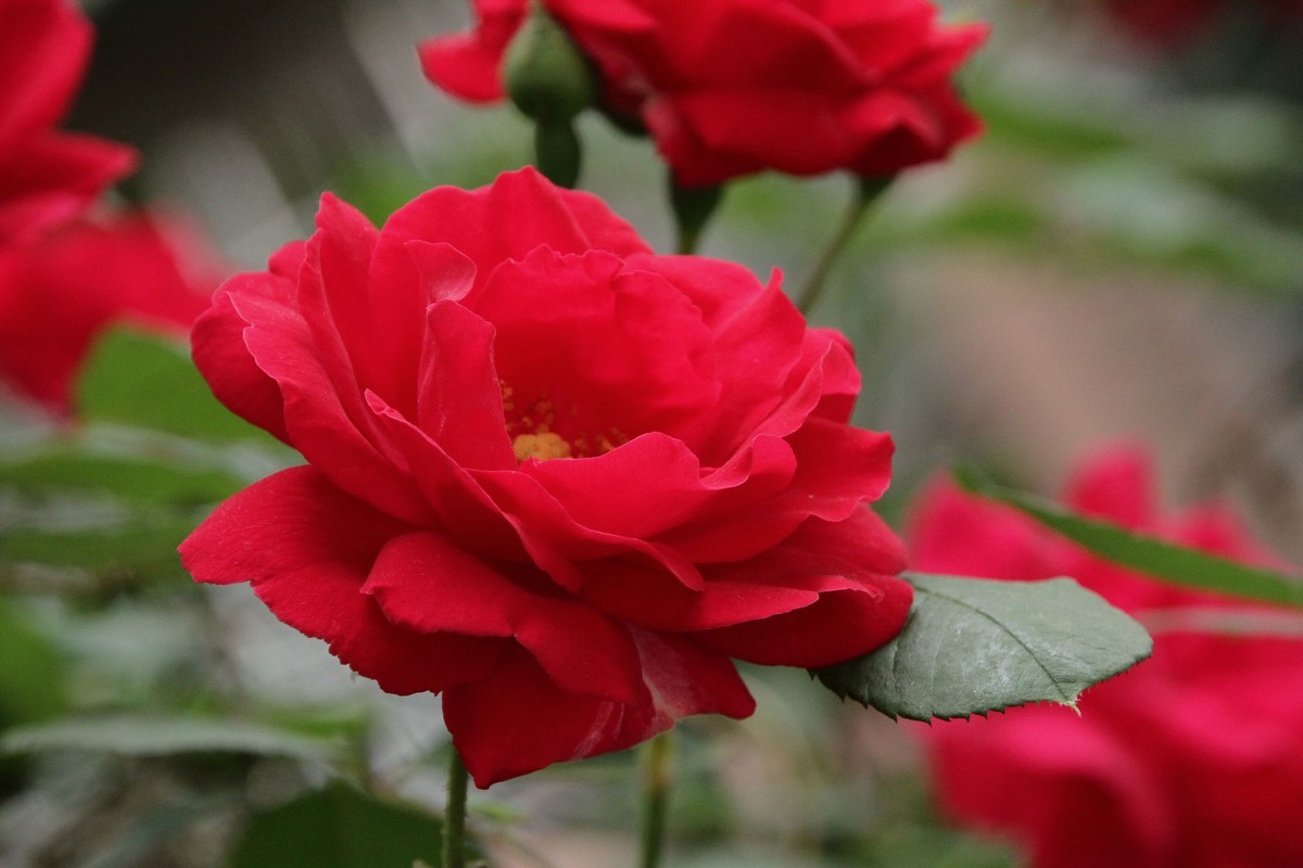 月季花（三）纯红