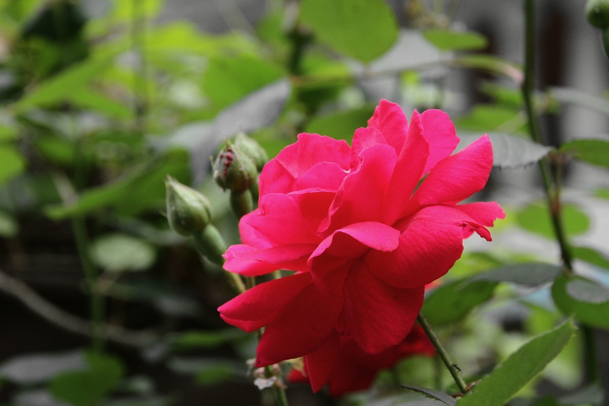 月季花（三）纯红