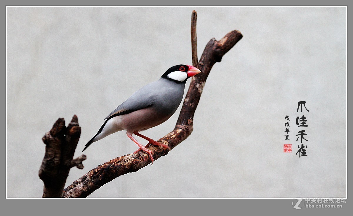 爪哇禾雀鸟1807181