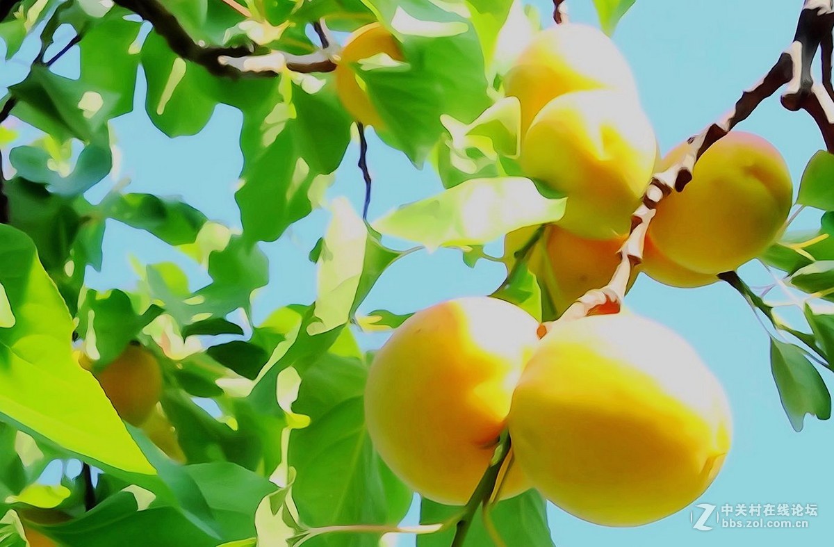黄杏惹人馋