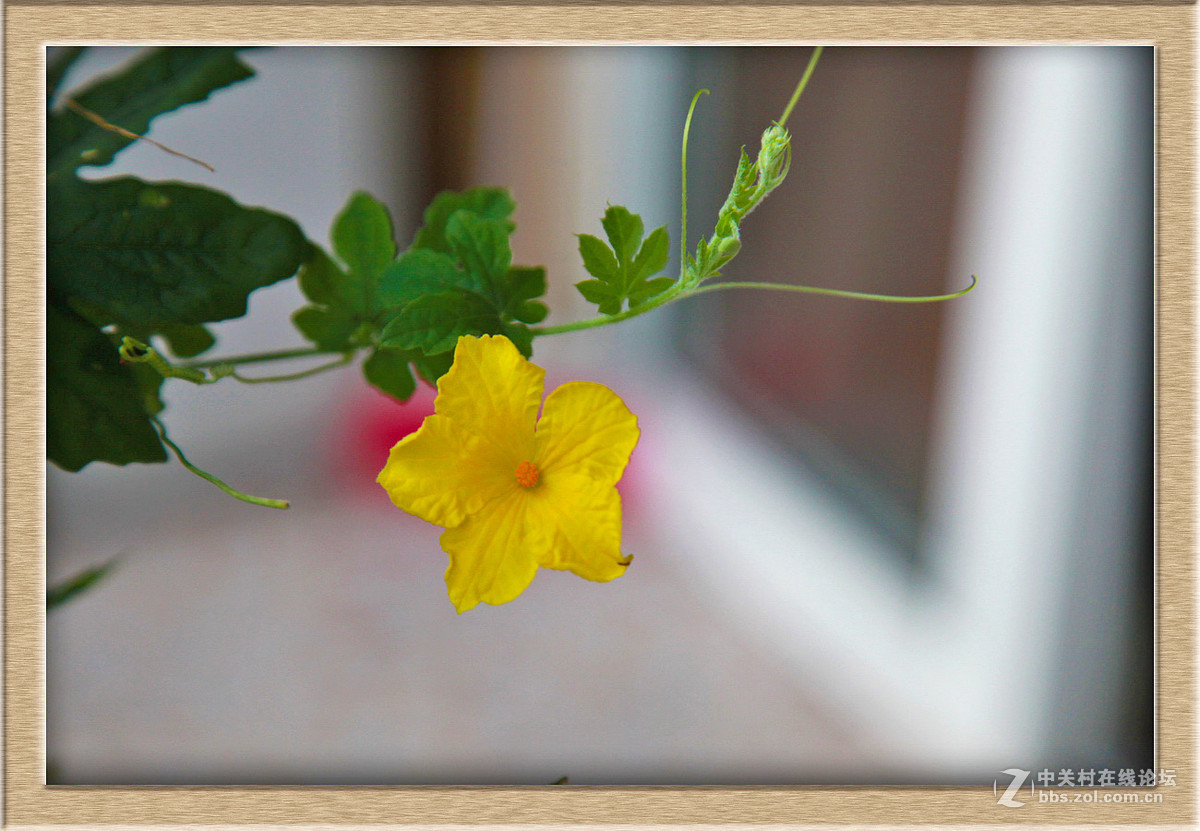 苦瓜花儿甜又美