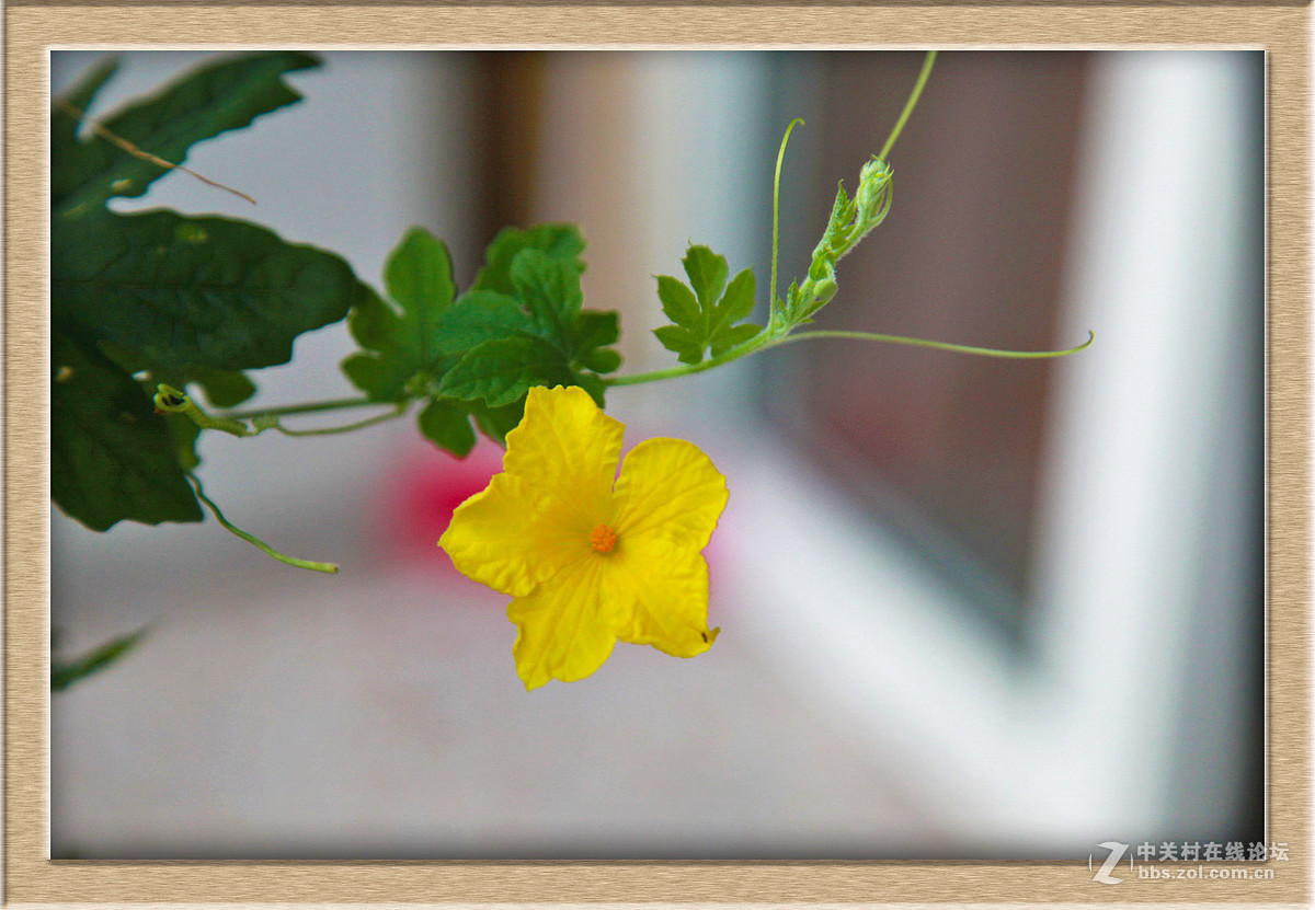 苦瓜花儿甜又美