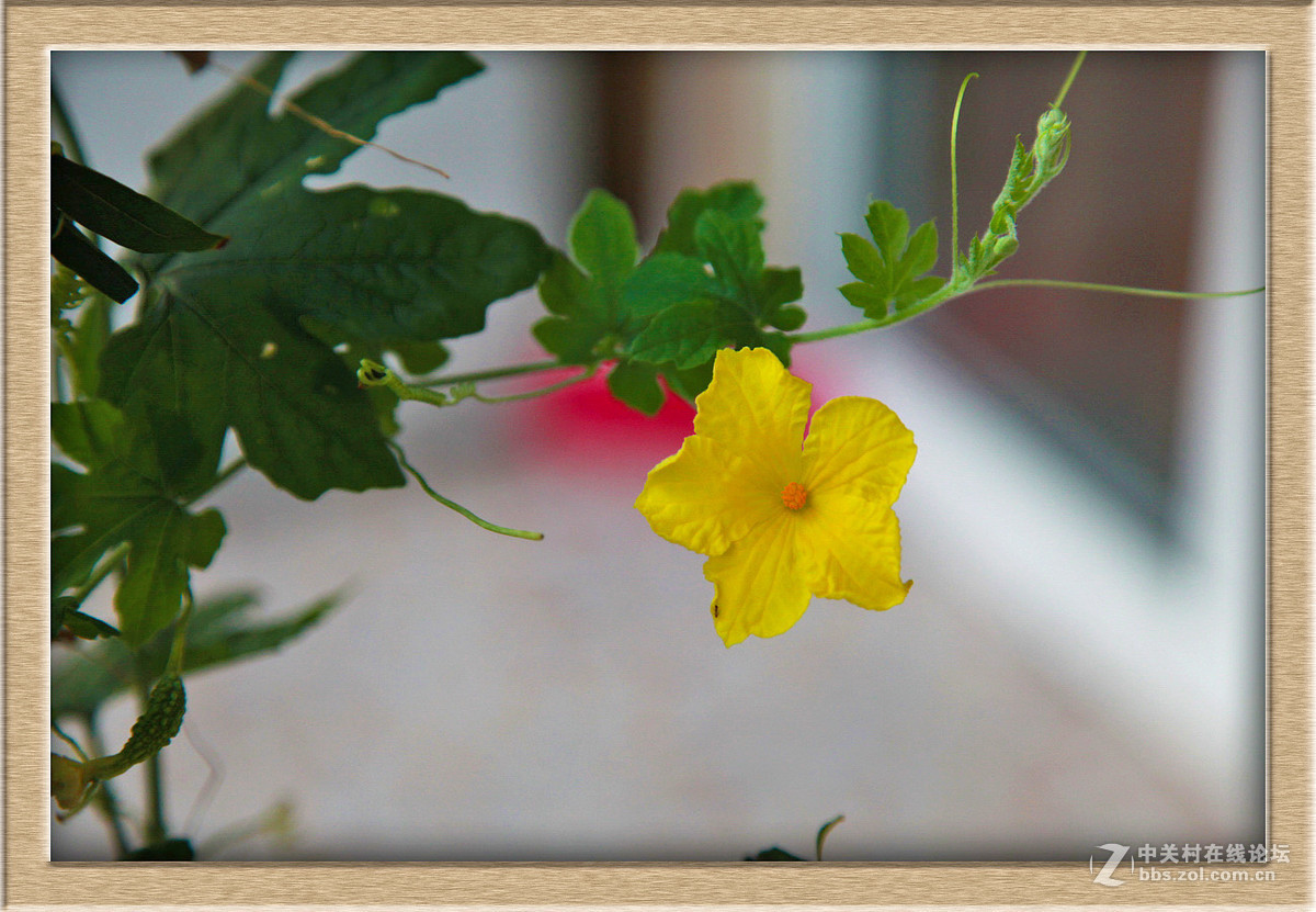 苦瓜花儿甜又美