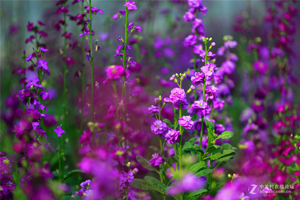 嵖岈山花卉（一）