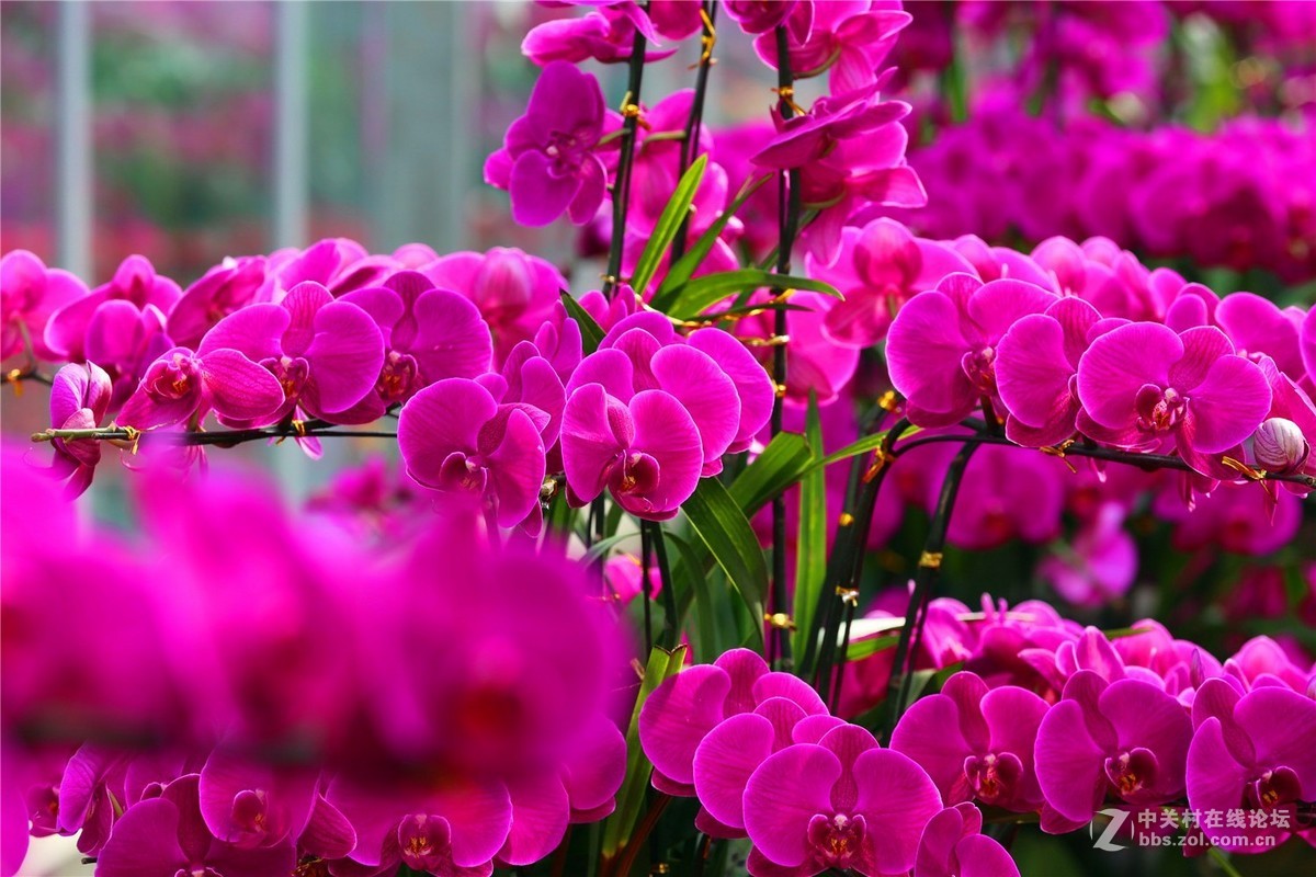 嵖岈山花卉（一）