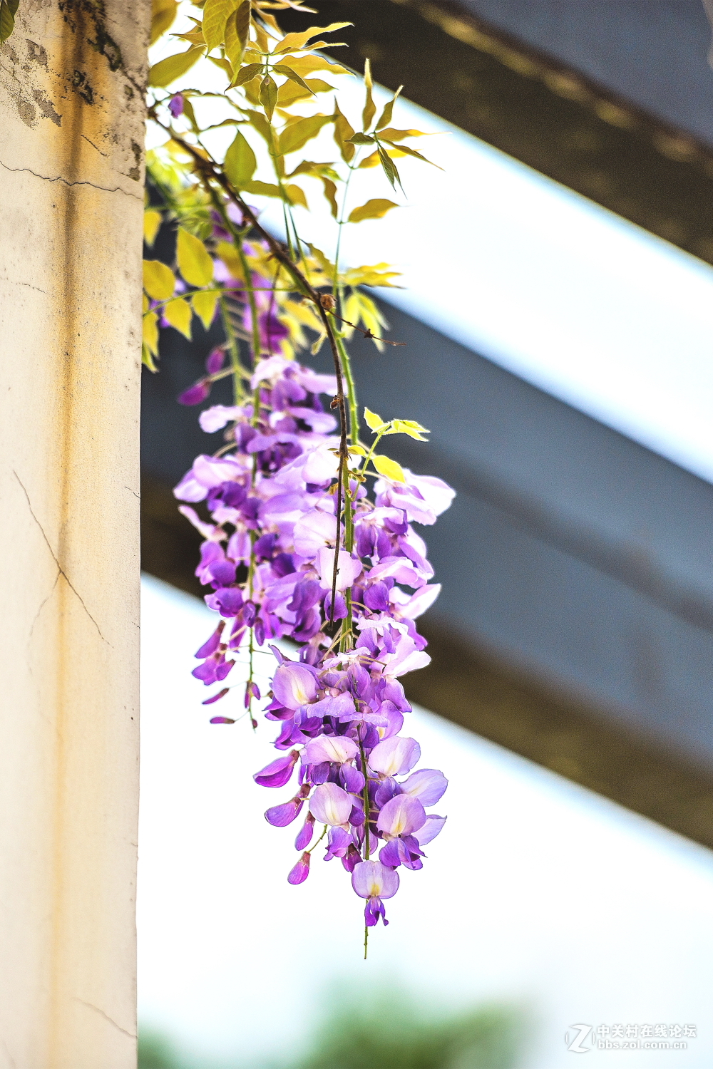紫藤花拍摄 1