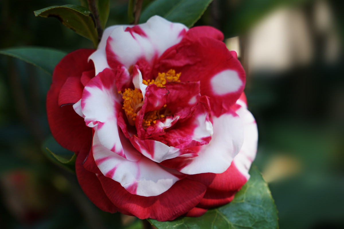 双色茶花
