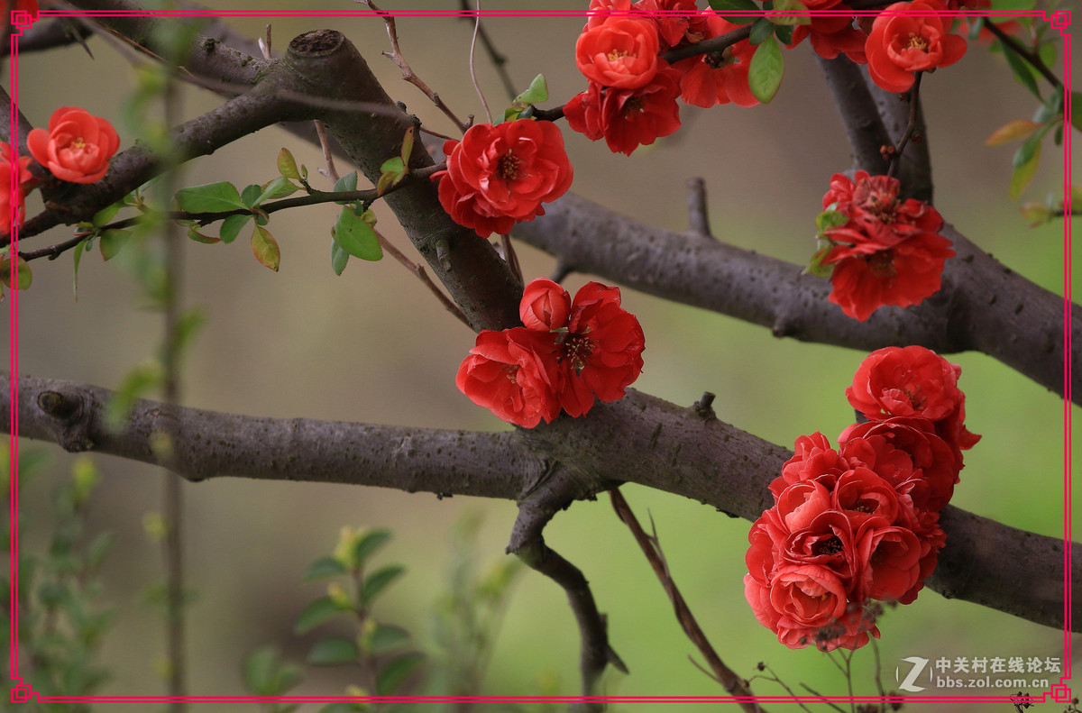 花～～～～～～