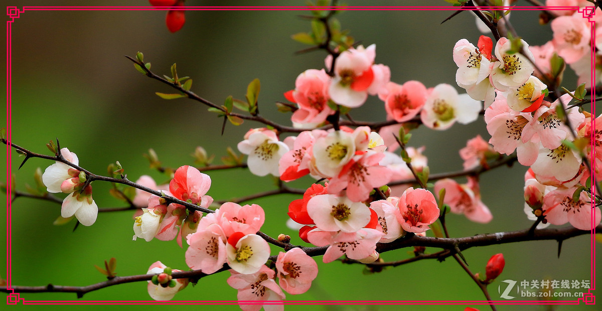 花～～～～～～