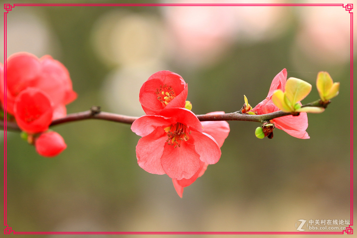 花～～～～～～