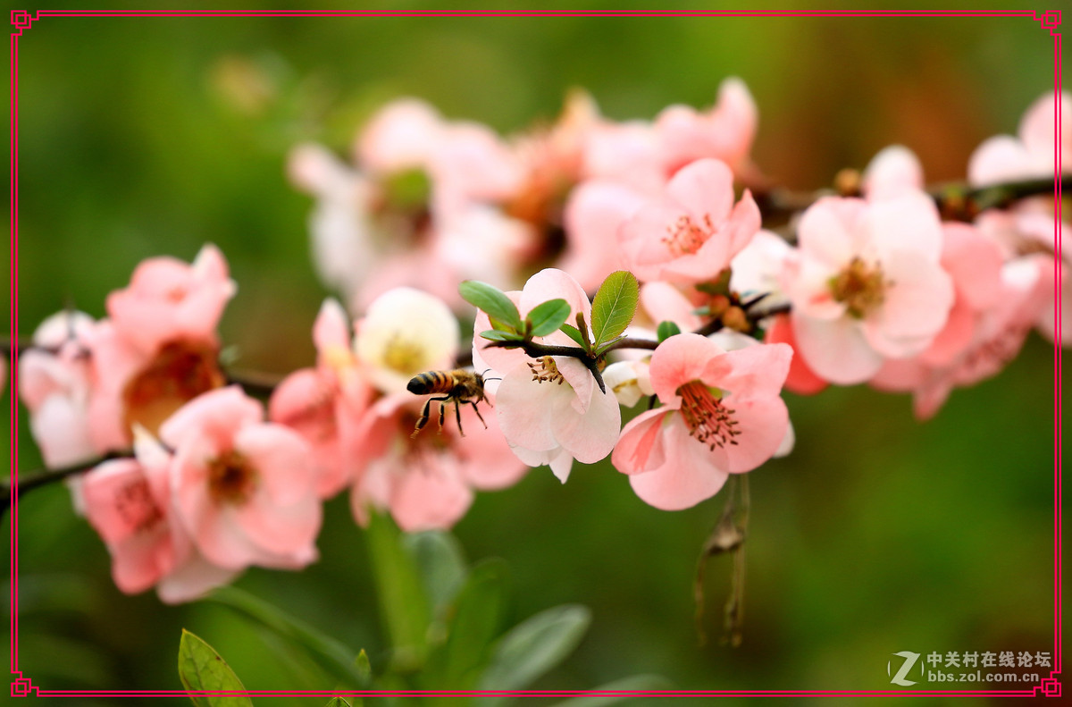 花～～～～～～