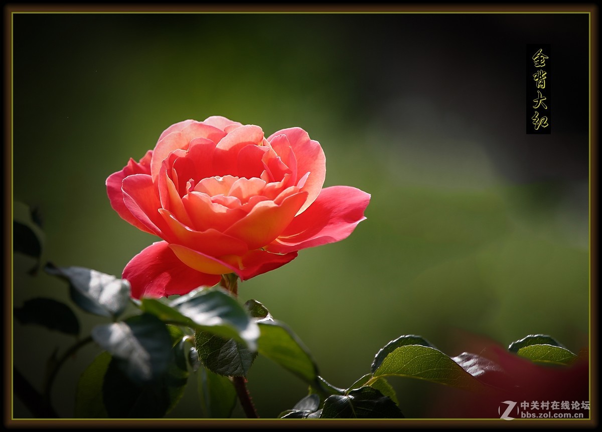 月季花～金背大红〔二〕