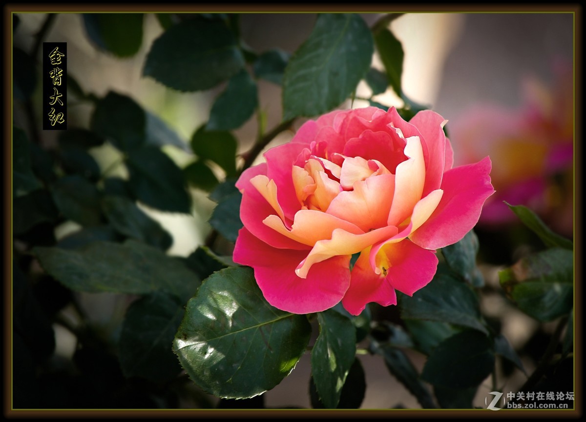 月季花～金背大红〔二〕