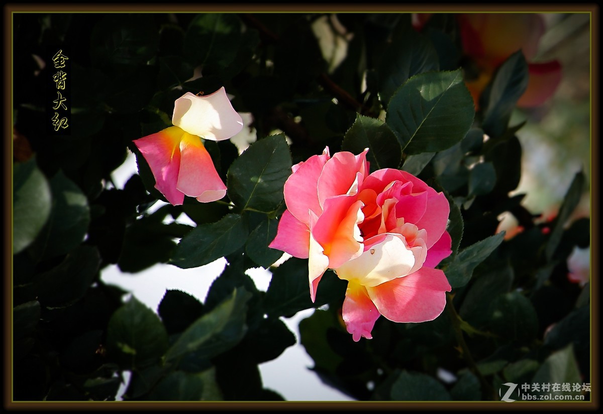 月季花～金背大红〔二〕