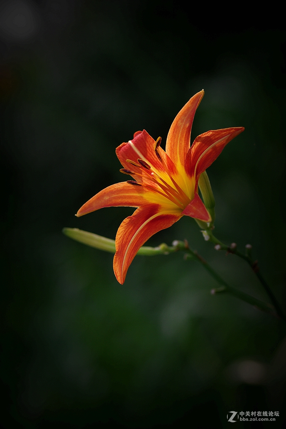 再拍大萱草-中关村在线摄影论坛