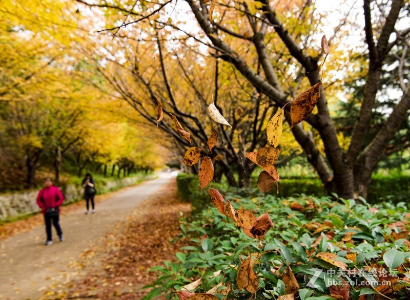 渔洞水库，秋色宜人，霜天红叶；文明用语能与昭阳“八景”之一的“洒渔烟柳”争相媲美