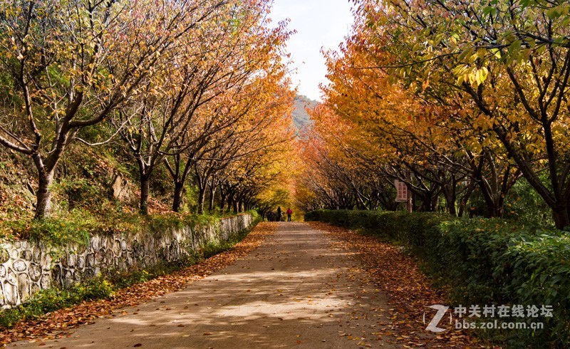 渔洞水库，秋色宜人，霜天红叶；文明用语能与昭阳“八景”之一的“洒渔烟柳”争相媲美