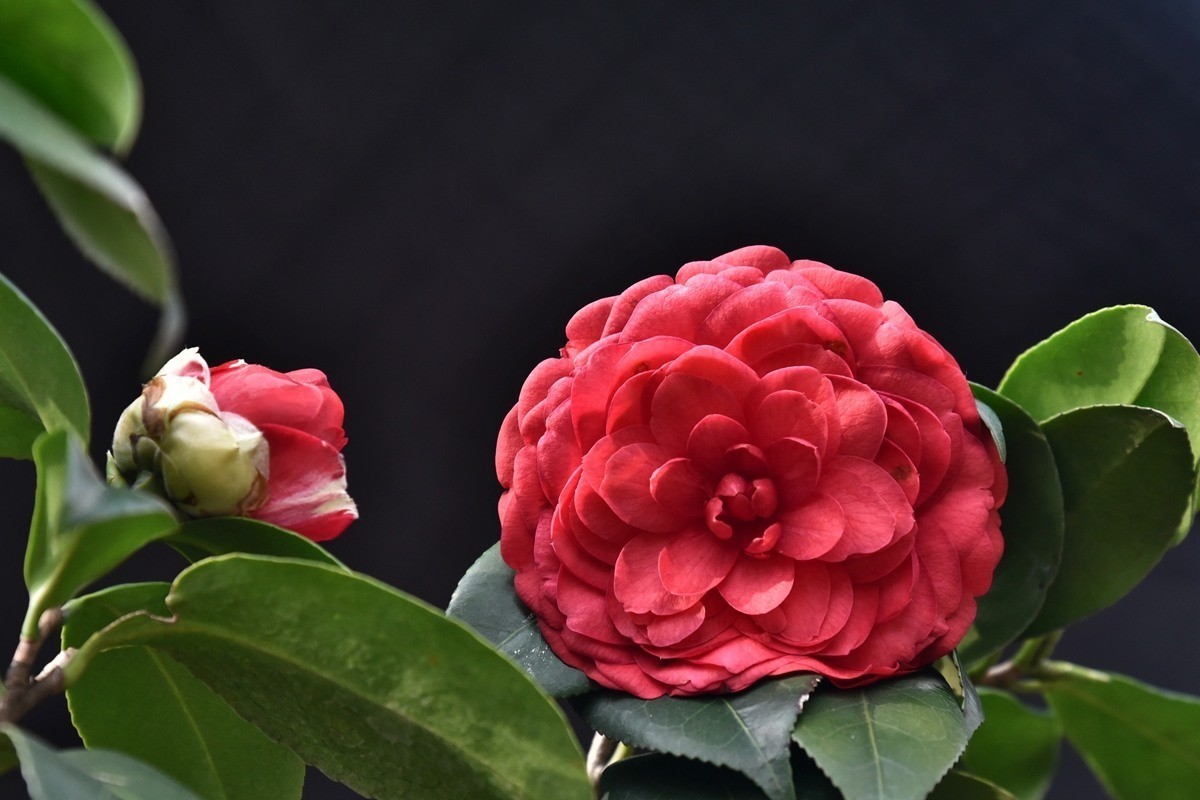南宁市第七届茶花文化展1红色山茶花