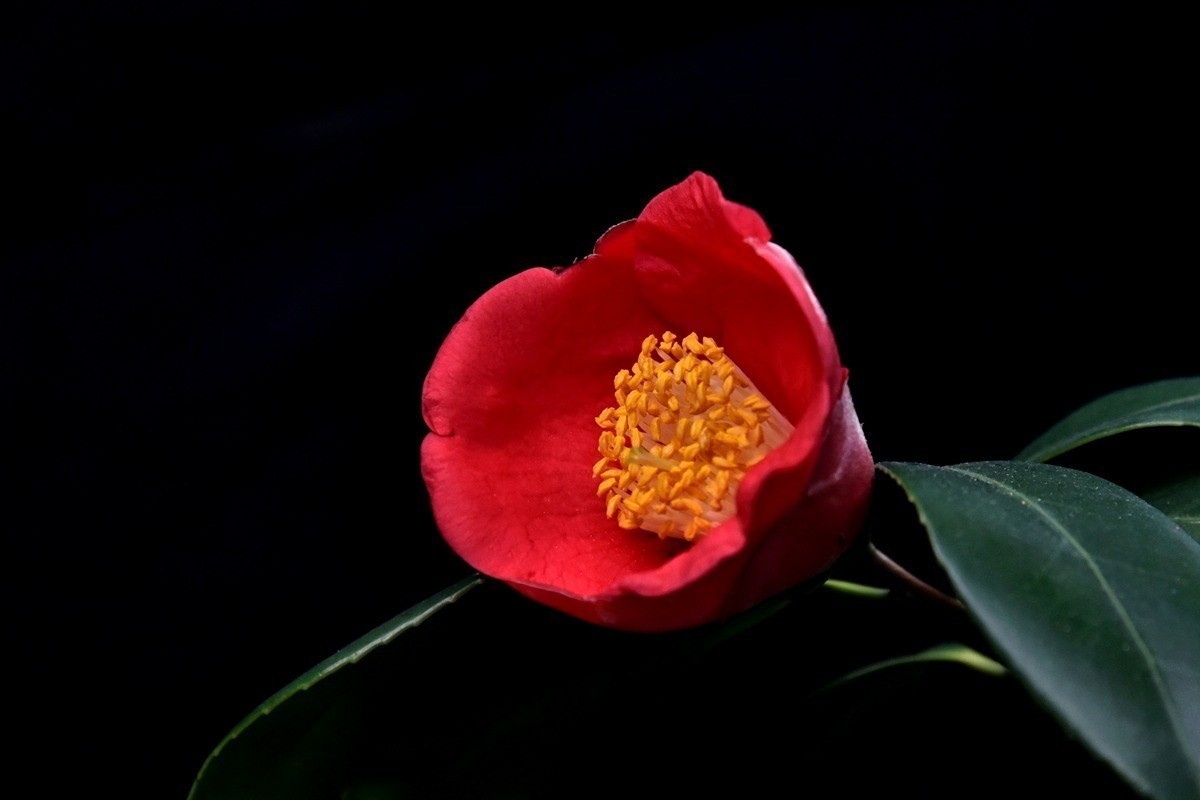 南宁市第七届茶花文化展1红色山茶花