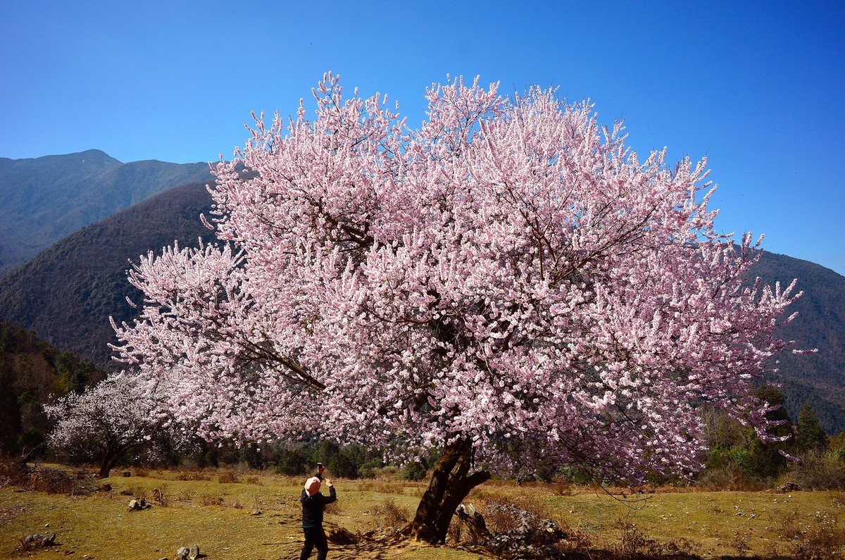 一树桃花一树景