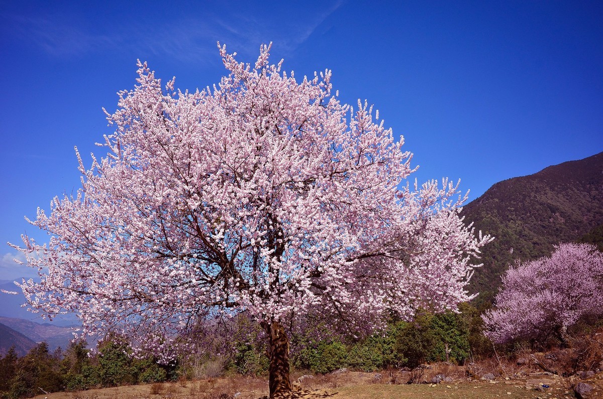 一树桃花一树景