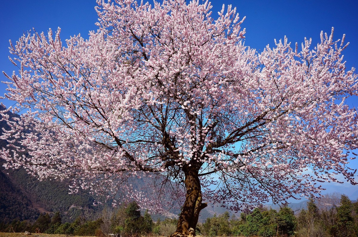一树桃花一树景