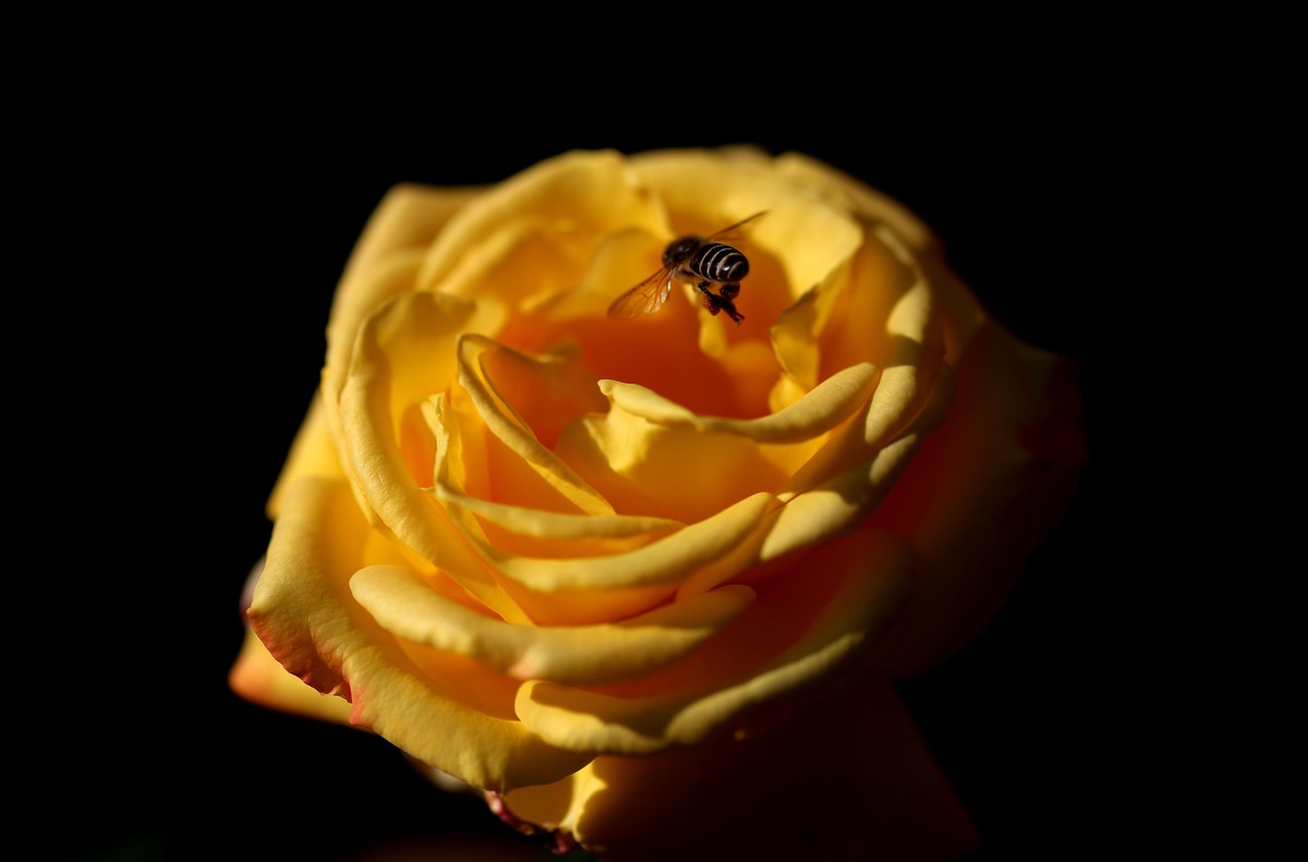 陶然盛开月季花